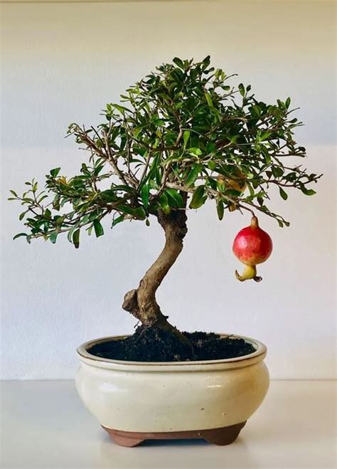 Pomegranate Tree Bonsai