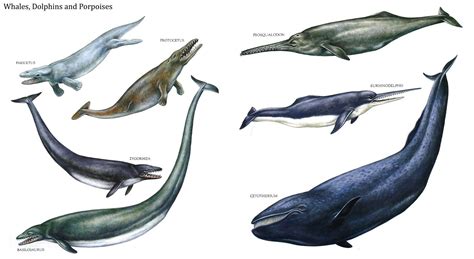 Whales, Dolphins, and Porpoises: Prehistoric Sealife