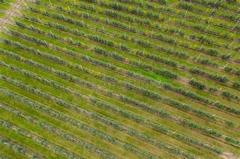 Aerial View of Apple Orchard Stock Photo - Image of green, seasonal: 230338666