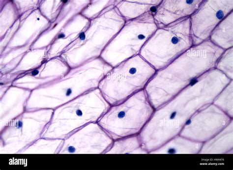 Onion Epidermal Cell Labeled Diagram - Wiring Site Resource