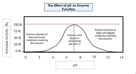 ex 17 - pH and microbial growth - SCIENTIST CINDY