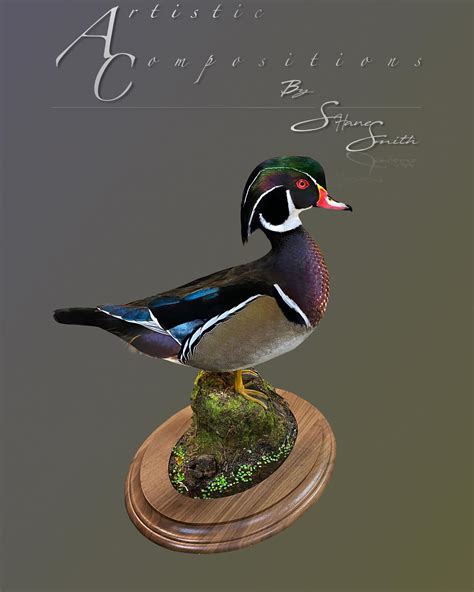 Wood Duck Mounts | *** Waterfowl Taxidermy *** Upland Taxidermy *** Duck Taxidermy