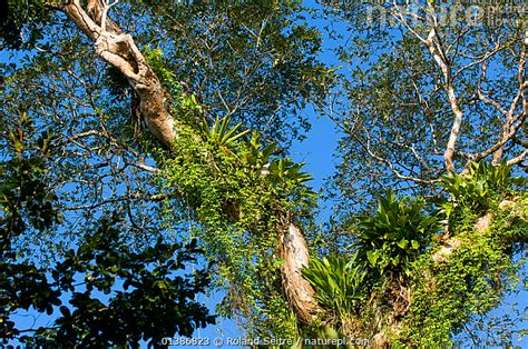 Stock photo of Tree and epiphytes, habitat of the Buffon's Macaw. Boca ...