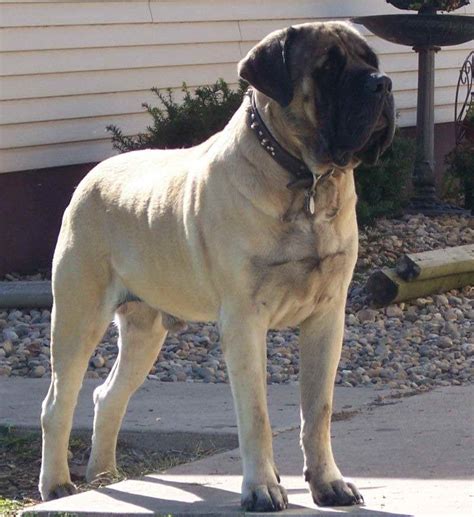 Giant Mastiff Puppies For Sale