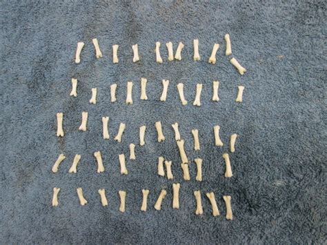 50 Coyote Knucle Bones From Montana Coyote Great for Crafts - Etsy