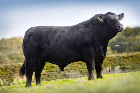 Aberdeen-Angus Cattle For Sale - Stirling - MacGregor Photography