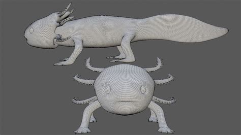 Axolotl 3D Model - TurboSquid 1737422