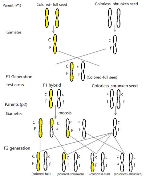 Give an example of incomplete linkage.