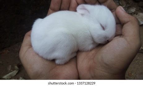 13,832 Bunny Sleeping Images, Stock Photos & Vectors | Shutterstock