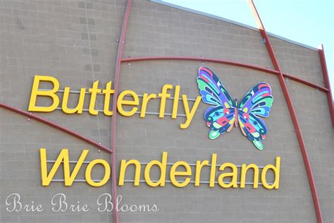 Butterfly Wonderland {Arizona Family Fun} - Brie Brie Blooms