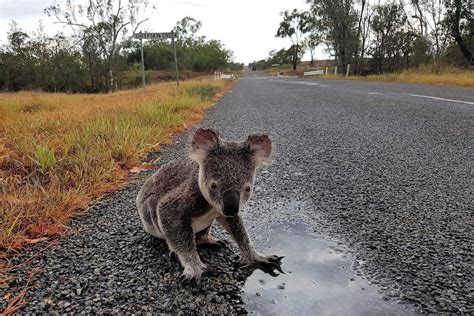 East Coomera koala population faces further habitat loss as housing ...