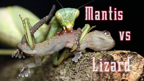 Praying Mantis eats a still living lizard - YouTube