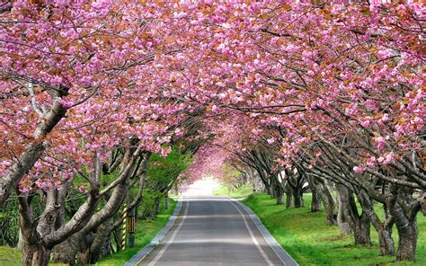 Cherry Blossom Tree Wallpaper (60+ images)