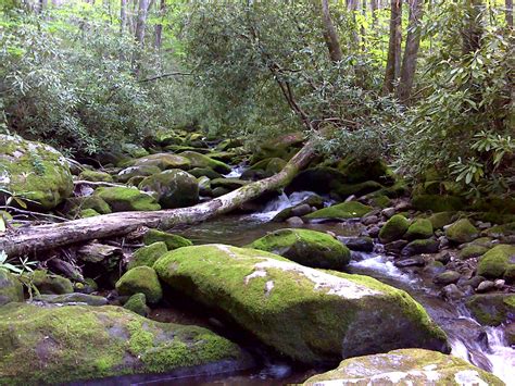 American Travel Journal: Roaring Fork Motor Nature Trail - Great Smoky ...