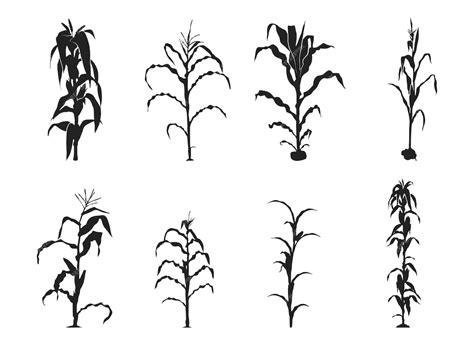 Premium Vector | Corn stalk silhouette corn stalk vector