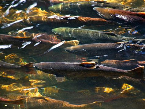 Suitable Spawning Habitat Awaits Salmon | PNNL