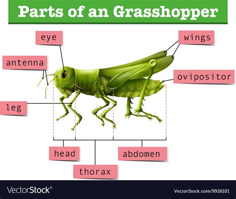 Grasshopper Internal Anatomy Diagram And Functions Grasshopp