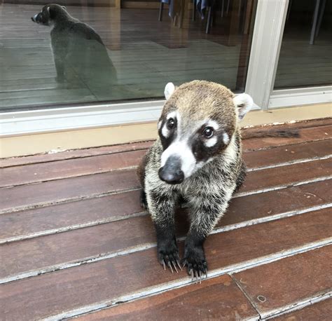 Morning visitor...raccoon monkey : r/aww