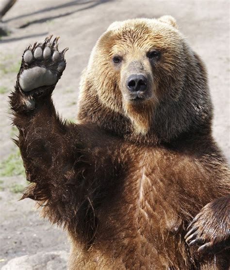 57 best Bears Waving images on Pinterest