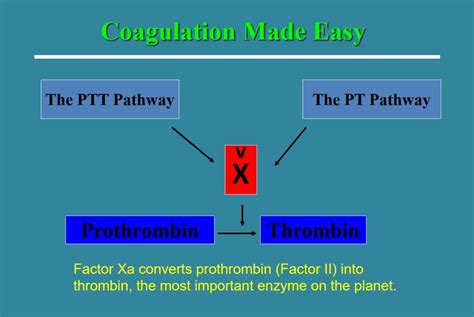 Simple Coagulation Cascade