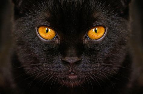 Cat Eye Colours - Cat-World