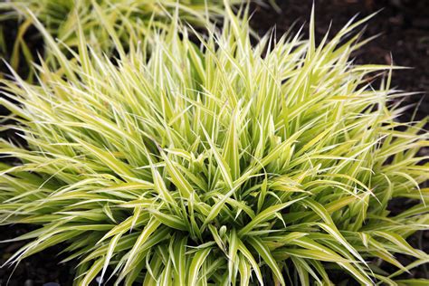 Golden Hakone Grass: Facts, Growing Tips