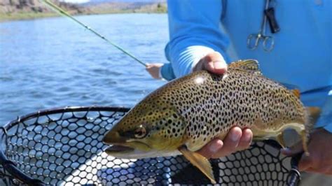 Why Do Trout Jump Out Of The Water? – Backcountry Cariboo