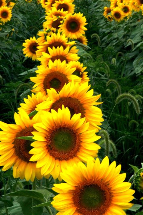 24 best Sunflowers images on Pinterest | Painted rocks, Rock art and Stone art