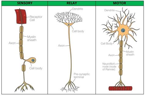 biopsychology sensory relay and motor neurons tutor2u - 28 images ...