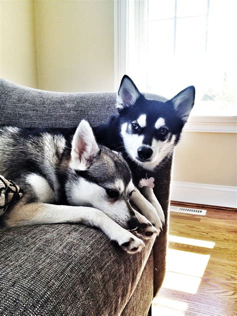 Beautiful Alaskan Klee Kai puppies | Alaskan klee kai, Puppy time, Alaskan klee kai puppy