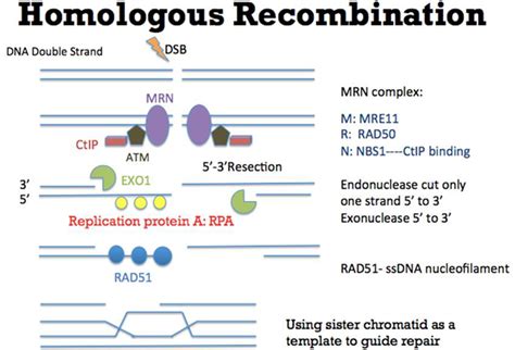 | Mechanism of Homologous Recombination (HR). As an error-free pathway ...