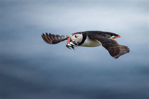 Somerset House - Images. PUFFIN WITH FISHES IN ITS BEAK