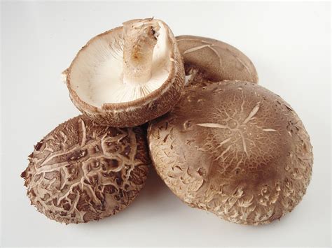 Shiitake mushroom Fact, Health Benefits & Nutritional Value