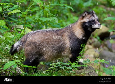 Raccoon dog (Nyctereutes procyonoides) invasive species in Germany Stock Photo, Royalty Free ...