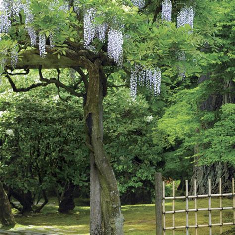 Pruning and Training Wisteria - FineGardening