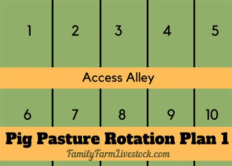 How Many Pigs On 5 Acres? (With Pasture Rotation Plan) – Family Farm ...