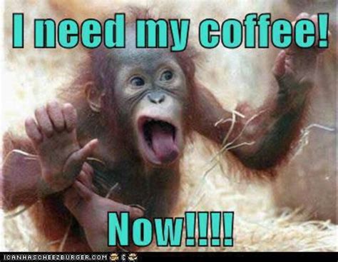 Idea by Coffee Confidential on COFFEE HUMOR | Monkeys funny