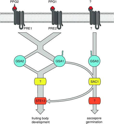 7. Pheromone signalling pathway showing the function of pheromones,... | Download Scientific Diagram