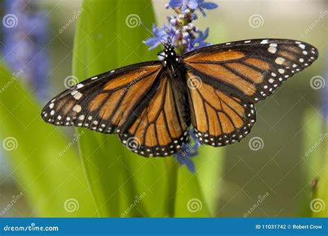 Monarch Butterfly On Lavender Stock Photography - Image: 11031742