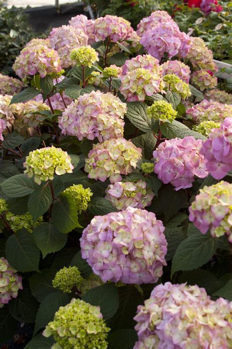 Endless Summer Bloomstruck Bigleaf Hydrangea - Pahl's Market - Apple Valley, MN