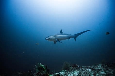 Dive With Thresher Sharks in Malapascua, Philippines