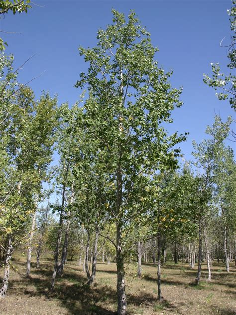 Okanese Hybrid Poplar - Jeffries Nurseries