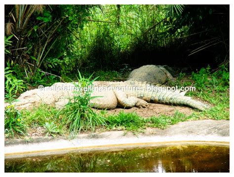 Visiting a Crocodile Feeding and Breeding Farm