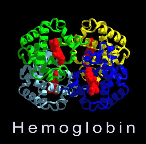 Hemoglobin Molecule Structure - Richard William Nelson