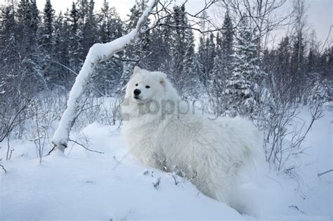 Free download | HD PNG dog forest snow winter wallpaper background best stock photos - Image ID ...