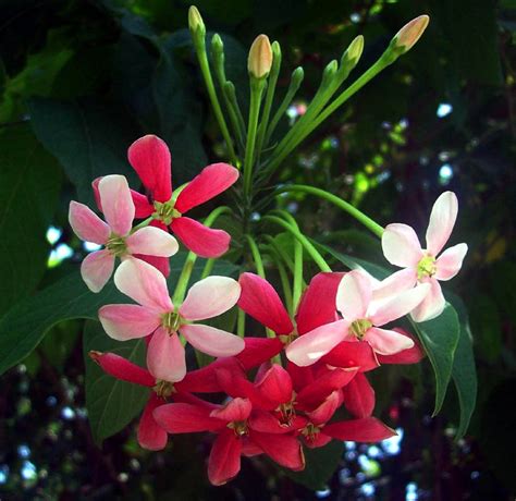 Chinese Honeysuckle Rangoon Creeper Fructus Quisqualis indica Combretum indicum tricolor - 10 Seeds