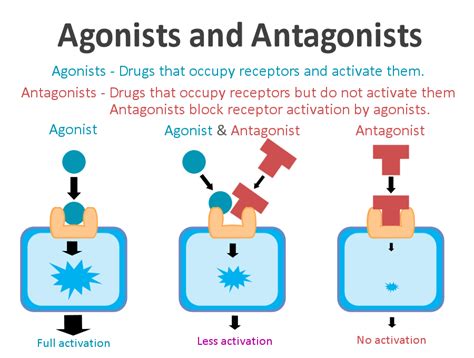 Antagonists Vs Agonists