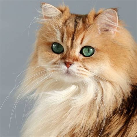 Golden British Longhair Cat | Cute cats and dogs, Cats, Pics of cute cats