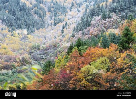 Autumn foliage at Jiuzhaigou National Park in Sichuan province, China in October 2016 Stock ...