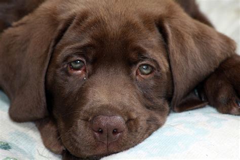 Sad Puppy Photograph by Daylin Wright